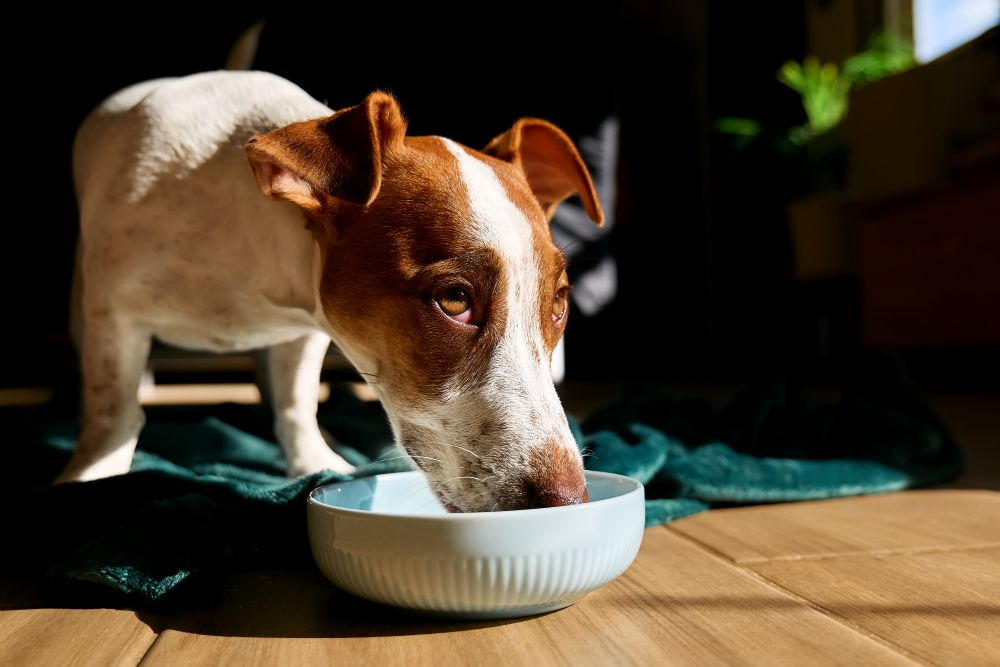 Jack Russell drinking from water bowl