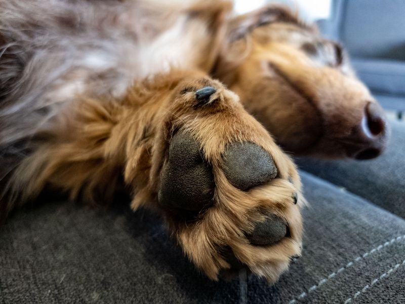 why does my dog lick my feet​
