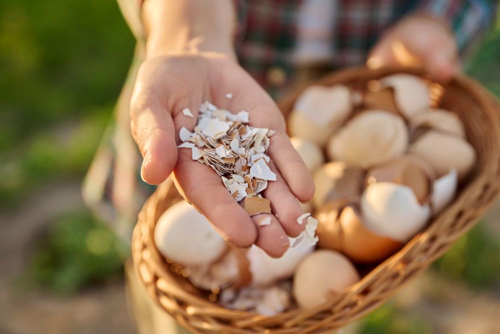 Eggshells in a bowl