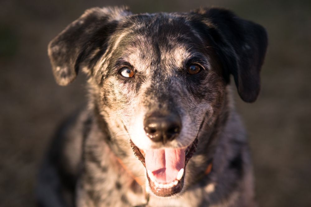 Happy dog portrait outdoors