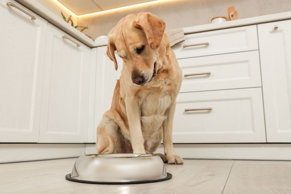 Labrador waiting near feeding bowl