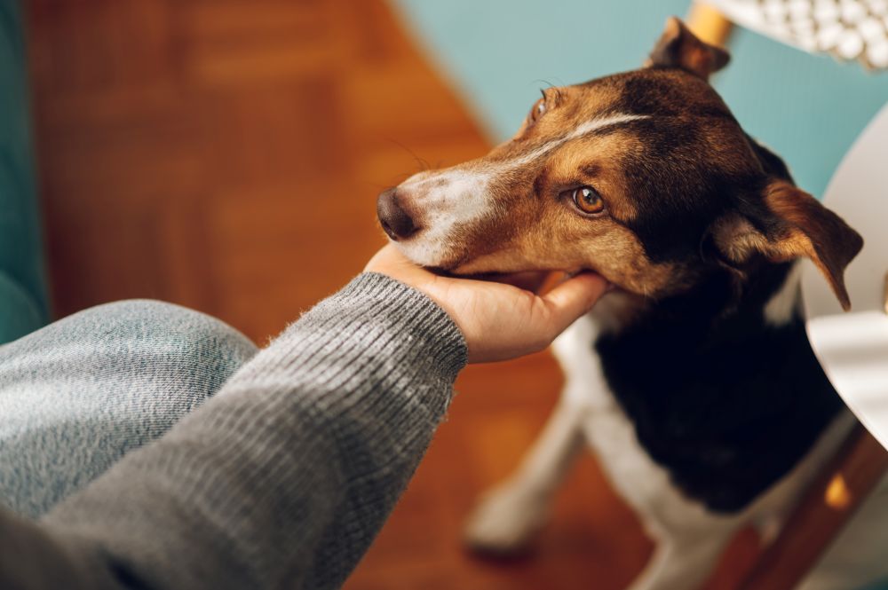 Dog receiving affection from owner