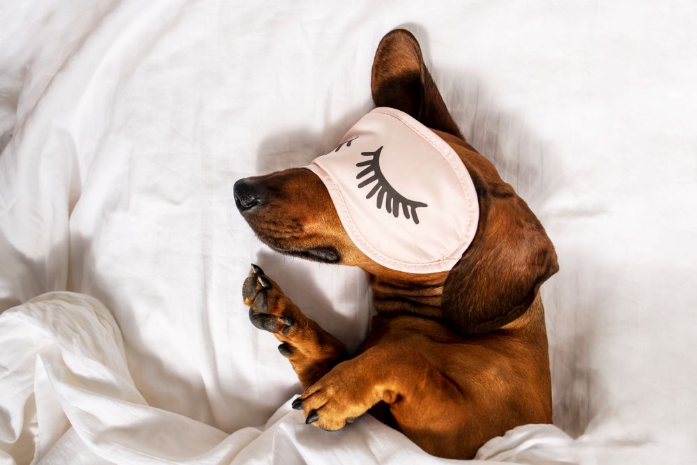 Dog sleeping peacefully