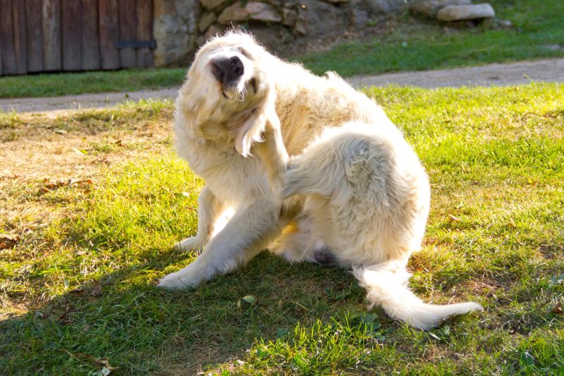 Fluffy dog scratching in grass