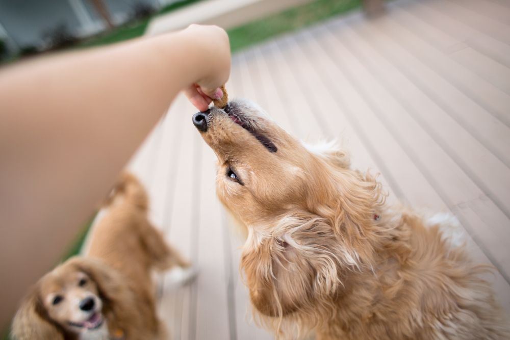 Golden retriever receiving a treat