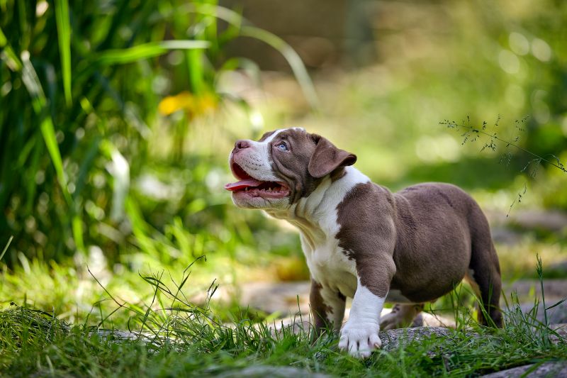 when do pitbulls stop growing