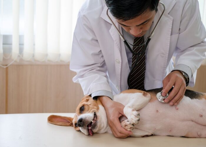 Dog Scrotal Ablation: What Every Pet Owner Needs to Know Before Surgery Day