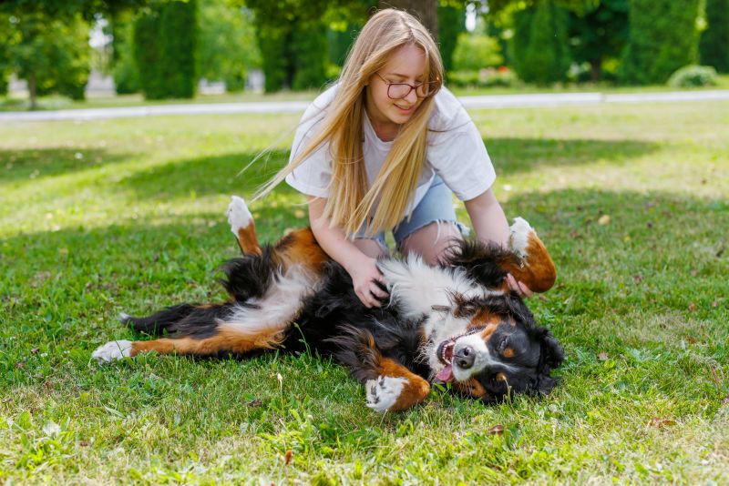 bernese mixed breeds