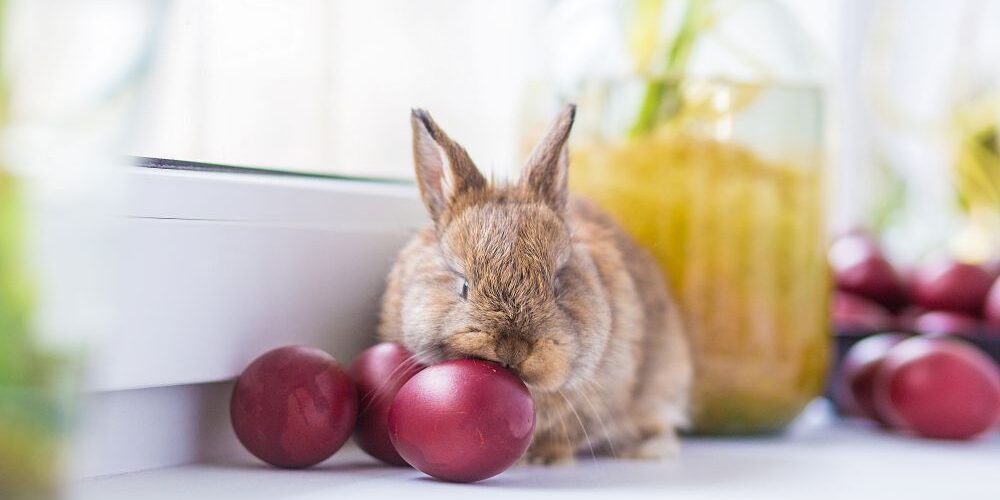 Can Bunnies Have Oranges? The Truth About Citrus and Your Rabbit’s Health