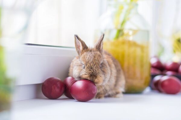 Can Bunnies Have Oranges? The Truth About Citrus and Your Rabbit’s Health