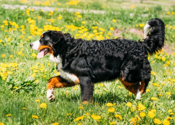 The Bernese Mixed Breeds Guide Every Dog Lover Needs to Read