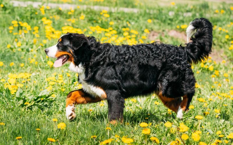 The Bernese Mixed Breeds Guide Every Dog Lover Needs to Read