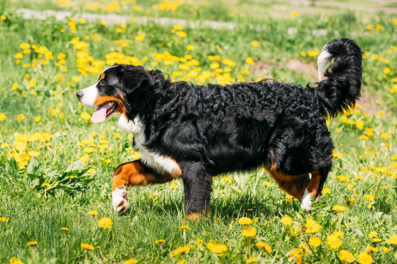 bernese mixed breeds