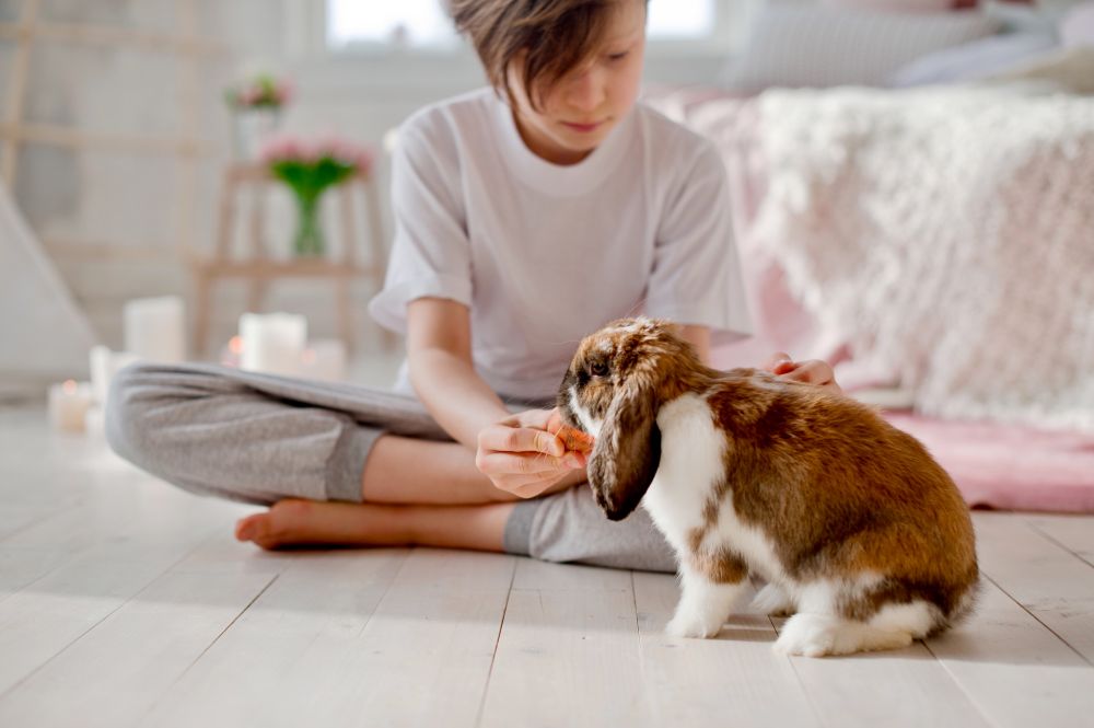 can bunnies have oranges