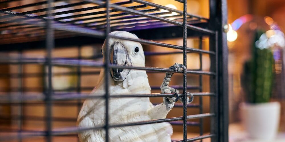 Why a Stainless Steel Parrot Cage Is the Smartest Investment You’ll Make for Your Bird