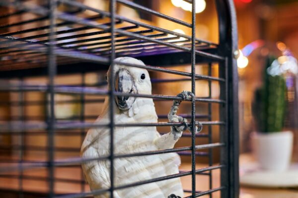 Why a Stainless Steel Parrot Cage Is the Smartest Investment You’ll Make for Your Bird