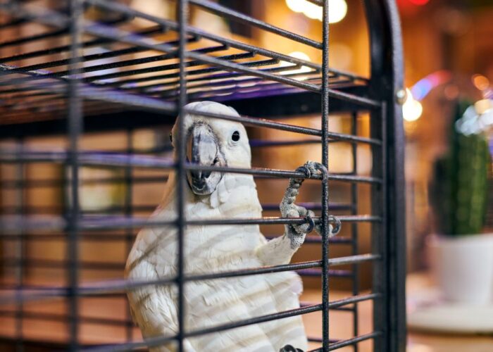 Why a Stainless Steel Parrot Cage Is the Smartest Investment You’ll Make for Your Bird