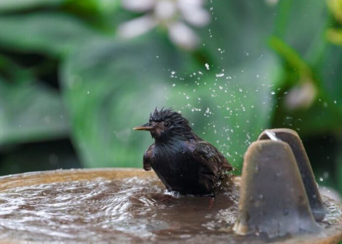 The Complete Guide to Heated Bird Baths — Keep Birds Coming Back All Winter Long