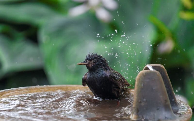 The Complete Guide to Heated Bird Baths — Keep Birds Coming Back All Winter Long