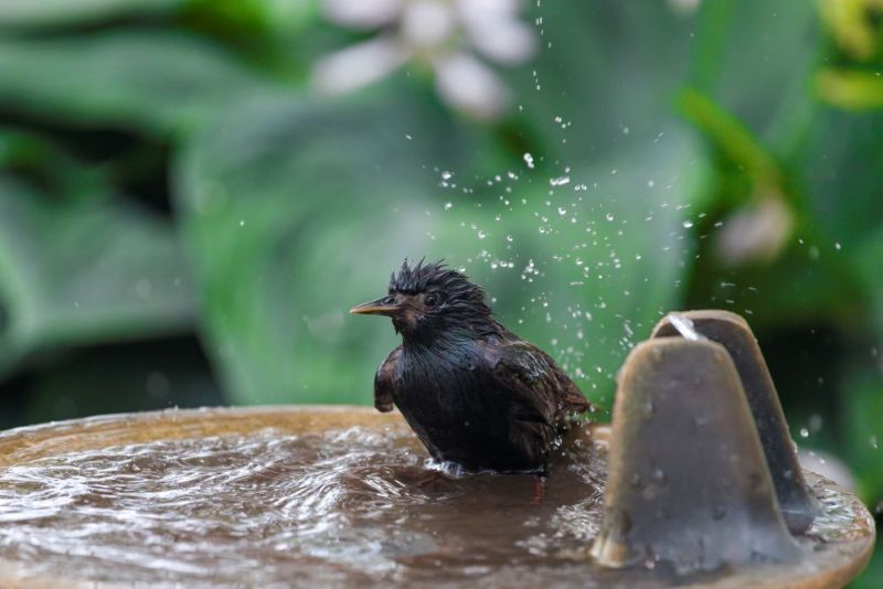 heated bird bath