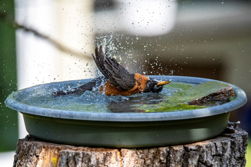heated bird bath