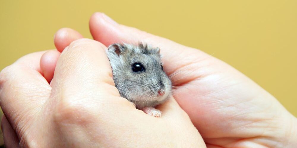 Chinese Dwarf Hamster Life Expectancy: What Every U.S. Owner Should Know Before It’s Too Late