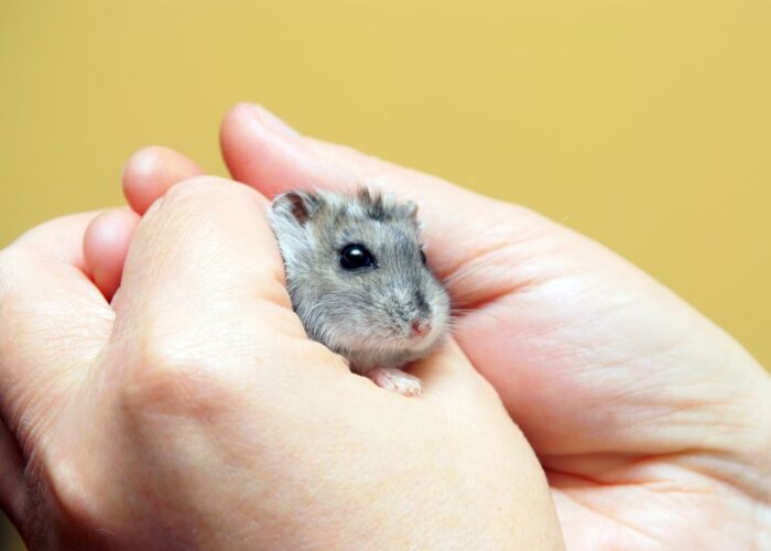 Chinese Dwarf Hamster Life Expectancy: What Every U.S. Owner Should Know Before It’s Too Late