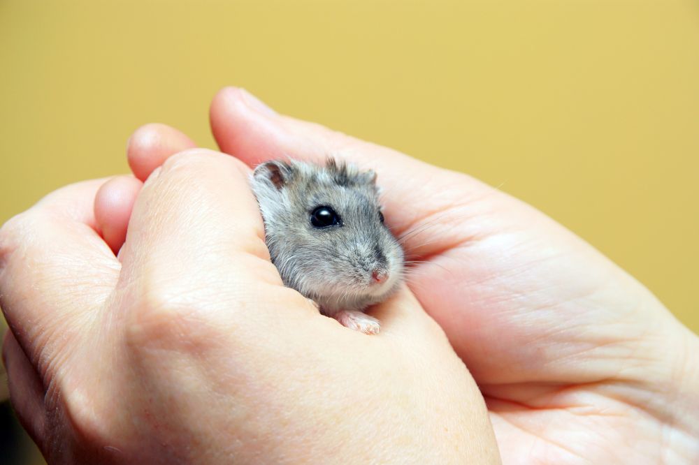 average life expectancy of a chinese dwarf hamster