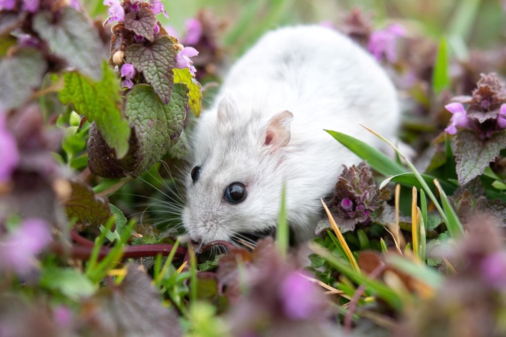 average life expectancy of a chinese dwarf hamster