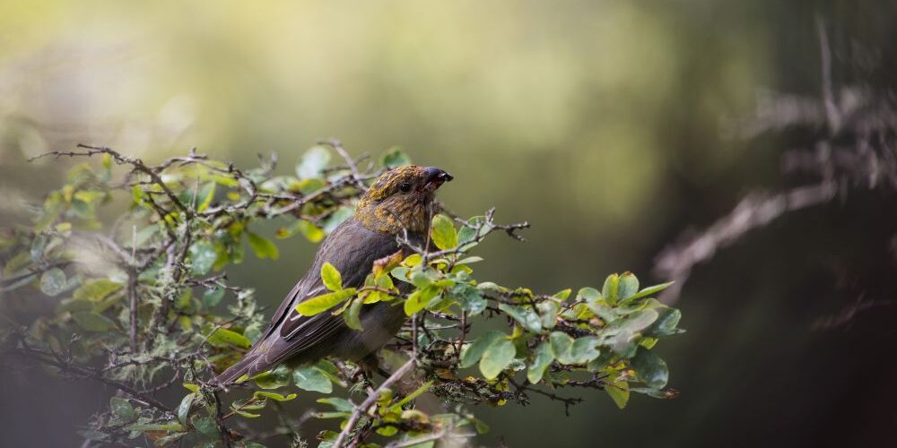 Meet the Whistleblow Bird — North America’s Most Underrated Backyard Visitor