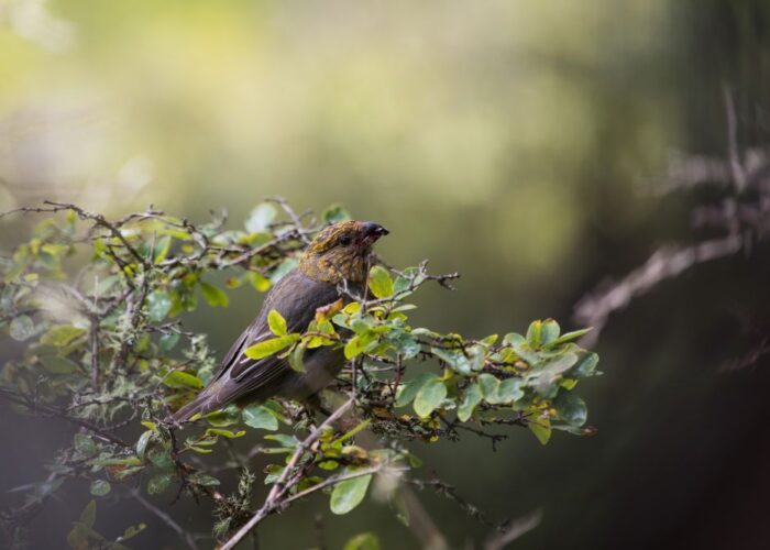 Meet the Whistleblow Bird — North America’s Most Underrated Backyard Visitor