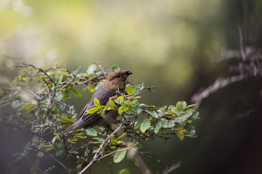 Whistleblow Bird