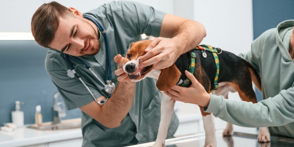 Is It Time? The Real Signs Your Male Dog Needs to Be Neutered