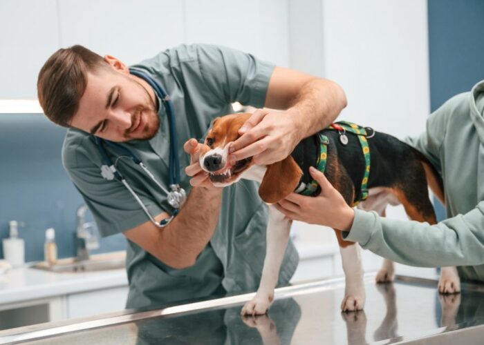 Is It Time? The Real Signs Your Male Dog Needs to Be Neutered