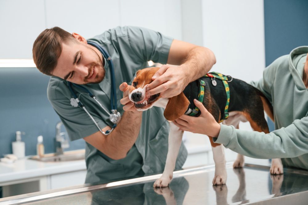 signs your dog needs to be neutered