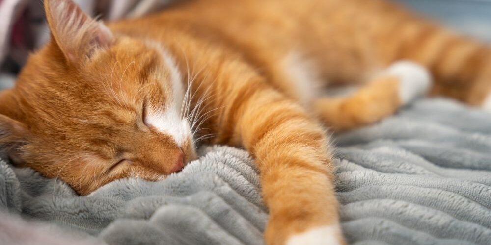 How Long Does It Take Gabapentin to Work in Cats What to Expect Hour by Hour