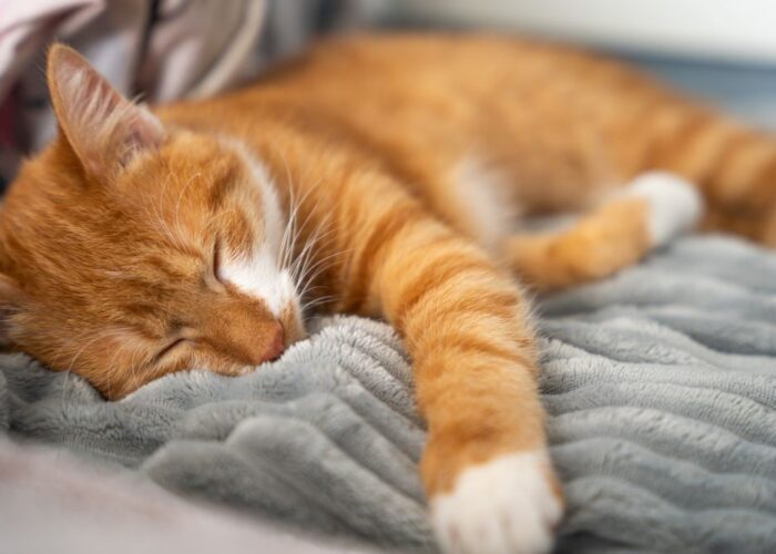 How Long Does It Take Gabapentin to Work in Cats What to Expect Hour by Hour