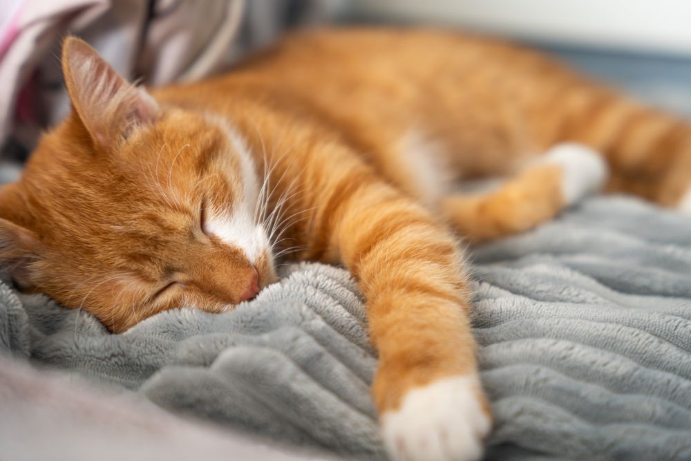 how long does gabapentin take to work in cats