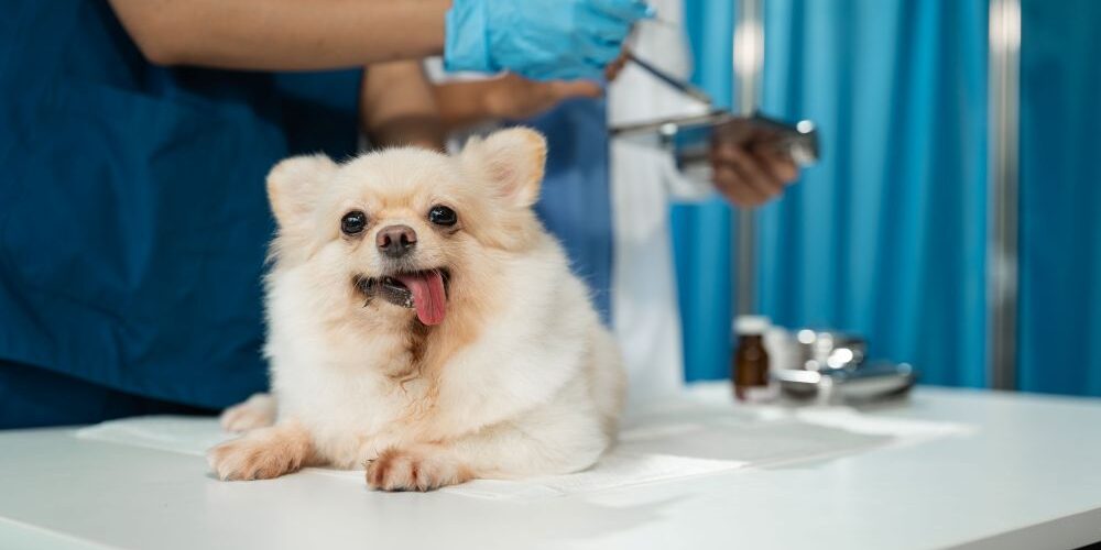 Gabapentin 100mg for Dogs Dosage Calculator by Weight What the Numbers Really Mean