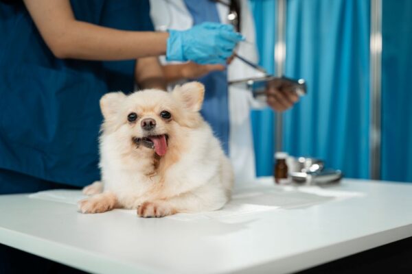 Gabapentin 100mg for Dogs Dosage Calculator by Weight What the Numbers Really Mean