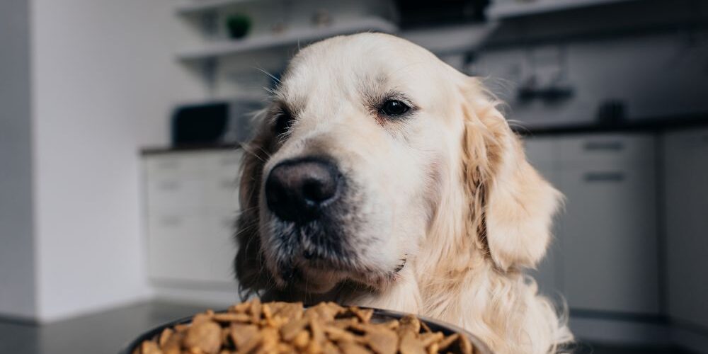 Karnlea Slippery Elm & Marshmallow Root Powder for Dogs A Gut-Soothing Staple in Our Pantry