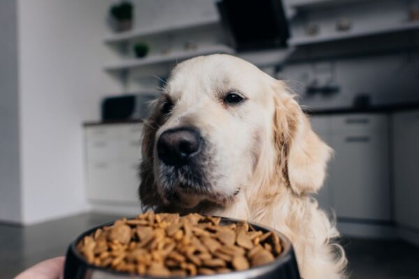 Karnlea Slippery Elm & Marshmallow Root Powder for Dogs A Gut-Soothing Staple in Our Pantry