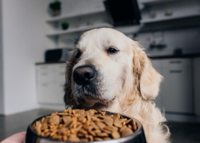 Karnlea Slippery Elm & Marshmallow Root Powder for Dogs A Gut-Soothing Staple in Our Pantry