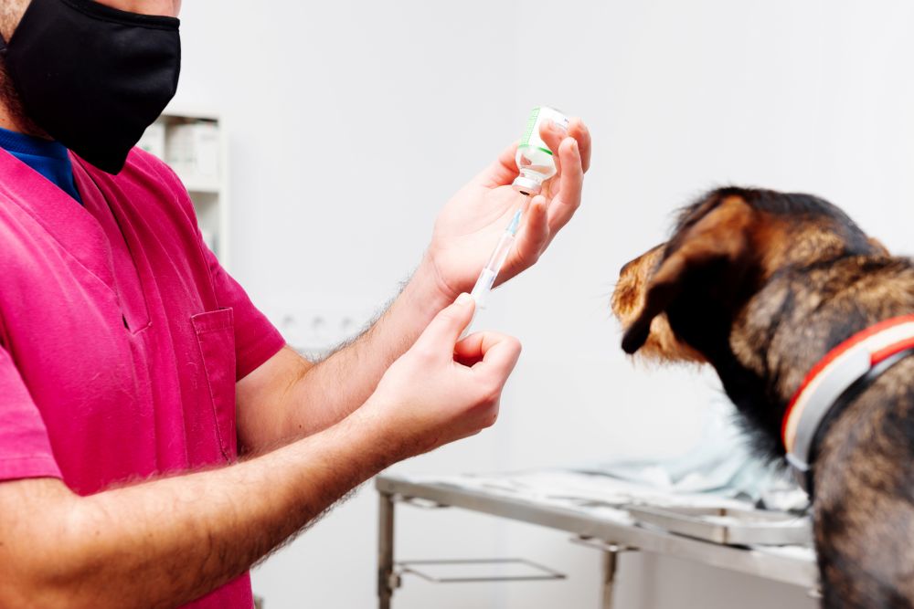 gabapentin 100mg for dogs dosage calculator