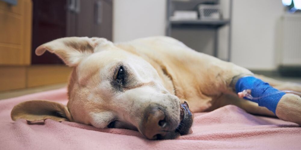 Slippery Elm for Dog Diarrhea: What Actually Works and Why
