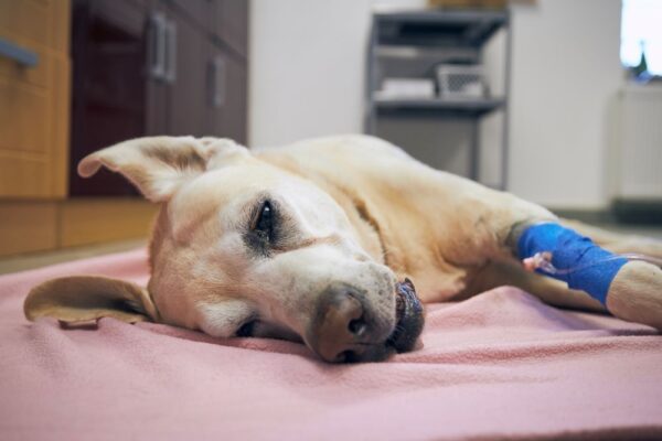 Slippery Elm for Dog Diarrhea: What Actually Works and Why