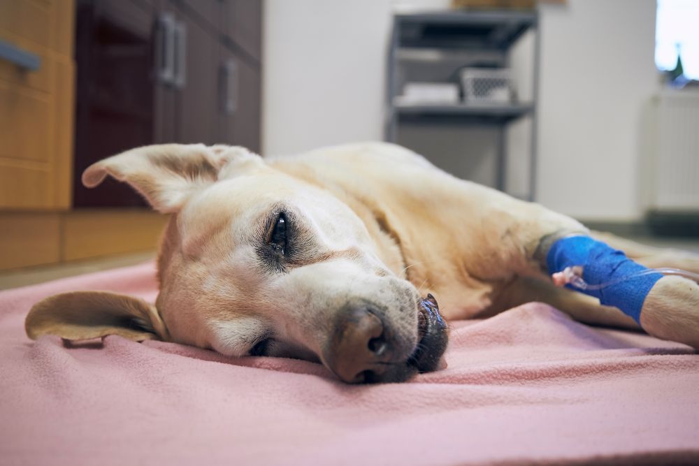 slippery elm for dog diarrhea