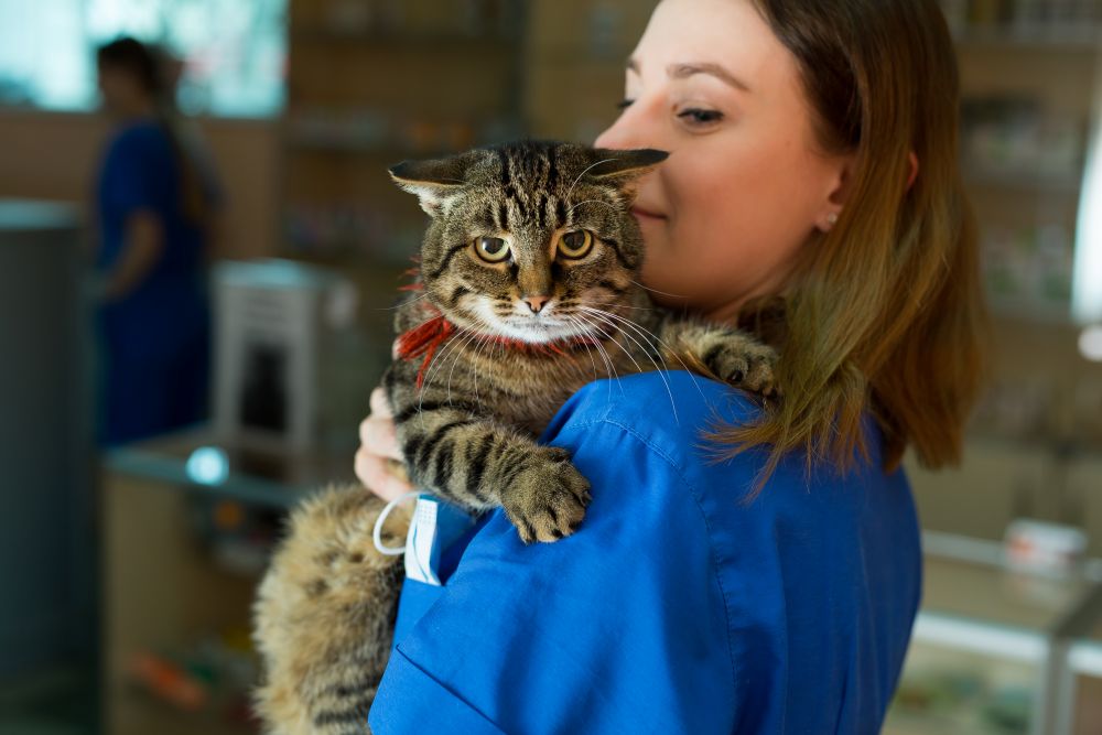 how long does gabapentin take to work in cats