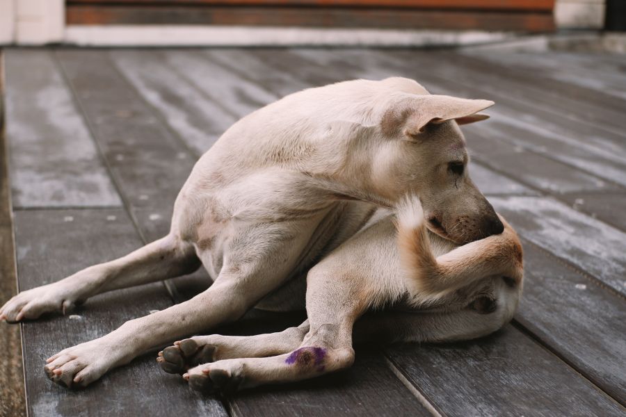 glandex for dogs