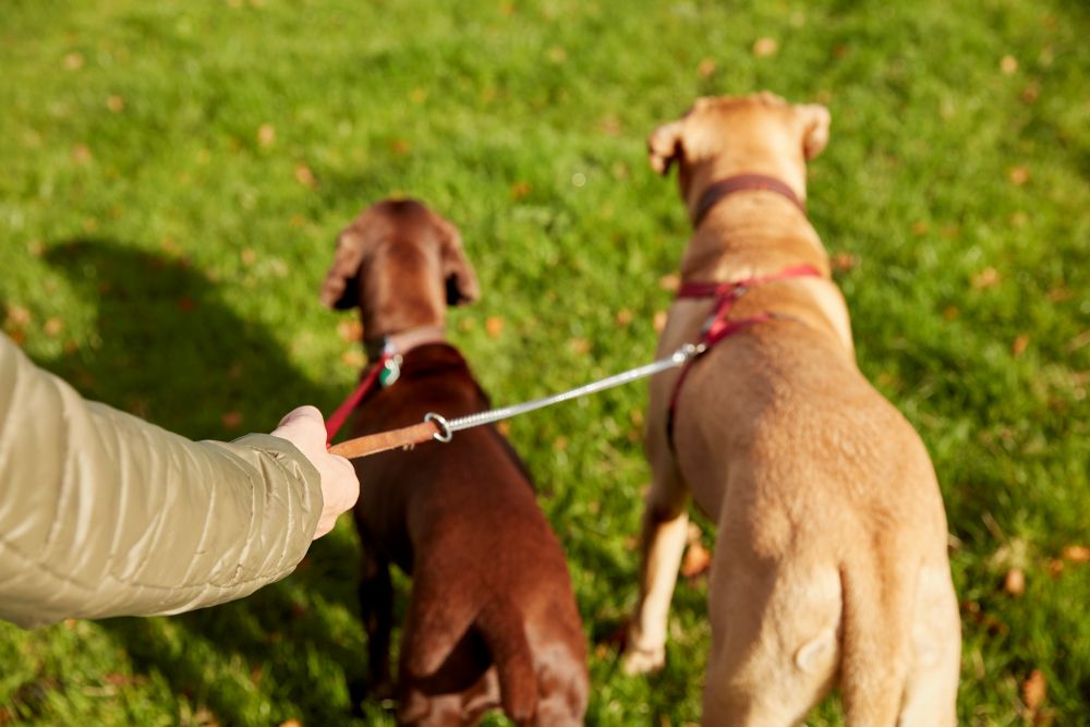 signs your dog needs to be neutered
